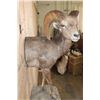 Image 5 : XL Half-body DESERT SHEEP Ram on a Rock Wall Hanging Base