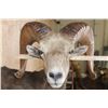 Image 6 : XL Half-body DESERT SHEEP Ram on a Rock Wall Hanging Base