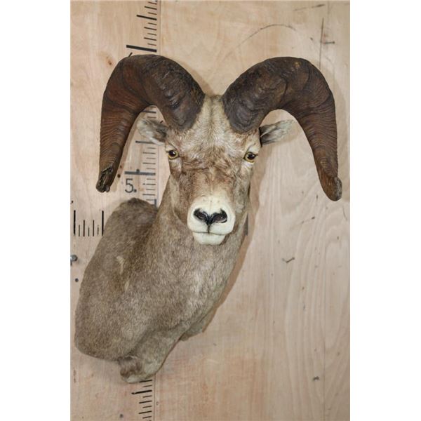 XL ROCKY MOUNTAIN BIG HORN Sheep Shoulder Mount