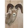Image 1 : XL ROCKY MOUNTAIN BIG HORN Sheep Shoulder Mount