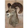 Image 2 : XL ROCKY MOUNTAIN BIG HORN Sheep Shoulder Mount