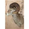 Image 3 : XL ROCKY MOUNTAIN BIG HORN Sheep Shoulder Mount