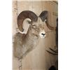 Image 4 : XL ROCKY MOUNTAIN BIG HORN Sheep Shoulder Mount