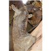 Image 5 : XL ROCKY MOUNTAIN BIG HORN Sheep Shoulder Mount