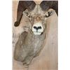 Image 6 : XL ROCKY MOUNTAIN BIG HORN Sheep Shoulder Mount