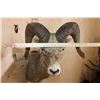 Image 7 : XL ROCKY MOUNTAIN BIG HORN Sheep Shoulder Mount