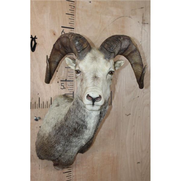 STONE SHEEP Shoulder Mount