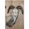 Image 1 : STONE SHEEP Shoulder Mount