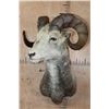 Image 2 : STONE SHEEP Shoulder Mount