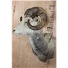 Image 3 : STONE SHEEP Shoulder Mount