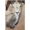 Image 4 : STONE SHEEP Shoulder Mount