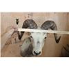 Image 5 : STONE SHEEP Shoulder Mount