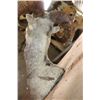 Image 6 : STONE SHEEP Shoulder Mount