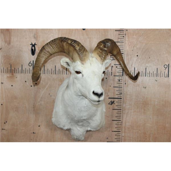 DALL SHEEP Shoulder Mount
