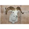 Image 1 : DALL SHEEP Shoulder Mount