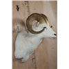 Image 2 : DALL SHEEP Shoulder Mount