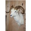 Image 3 : DALL SHEEP Shoulder Mount