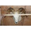Image 4 : DALL SHEEP Shoulder Mount
