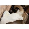Image 5 : DALL SHEEP Shoulder Mount