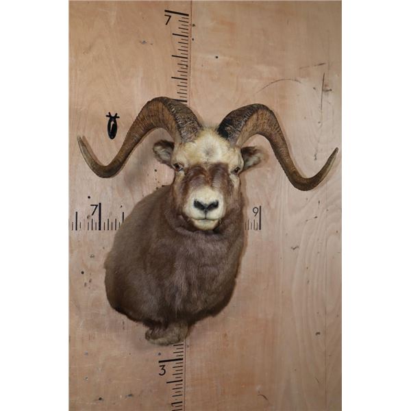 Big SNOW SHEEP Ram Shoulder Mount