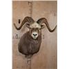 Image 1 : Big SNOW SHEEP Ram Shoulder Mount