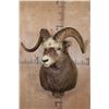 Image 2 : Big SNOW SHEEP Ram Shoulder Mount