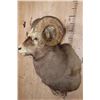 Image 3 : Big SNOW SHEEP Ram Shoulder Mount