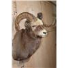 Image 4 : Big SNOW SHEEP Ram Shoulder Mount