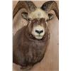 Image 5 : Big SNOW SHEEP Ram Shoulder Mount