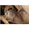 Image 6 : Big SNOW SHEEP Ram Shoulder Mount