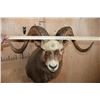Image 7 : Big SNOW SHEEP Ram Shoulder Mount