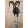 Image 1 : Half-body MOUFLON on a Rock Wall Hanging Base