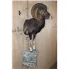 Image 3 : Half-body MOUFLON on a Rock Wall Hanging Base