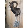 Image 4 : Half-body MOUFLON on a Rock Wall Hanging Base