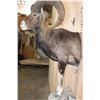 Image 5 : Half-body MOUFLON on a Rock Wall Hanging Base