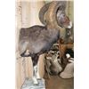 Image 6 : Half-body MOUFLON on a Rock Wall Hanging Base