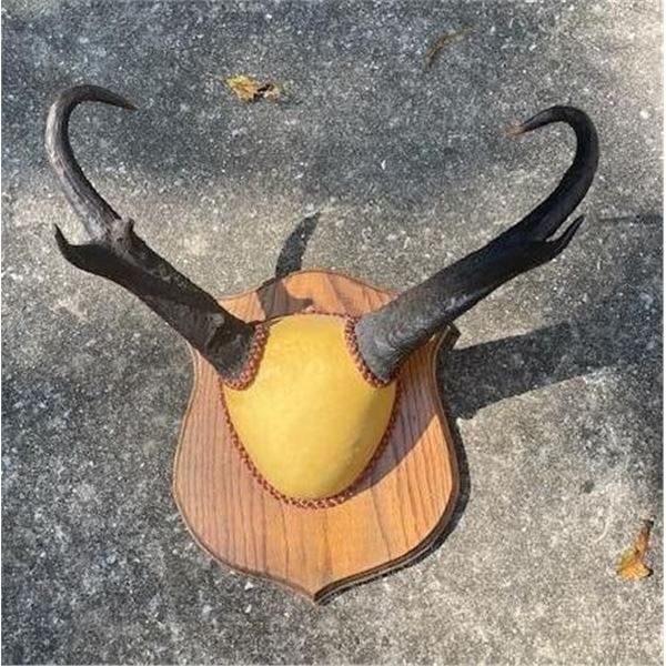 Set of Big PRONGHORN Antelope Horns Mounted on a Walnut Wood Plaque