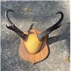 Image 1 : Set of Big PRONGHORN Antelope Horns Mounted on a Walnut Wood Plaque