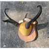 Image 2 : Set of Big PRONGHORN Antelope Horns Mounted on a Walnut Wood Plaque