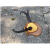Image 3 : Set of Big PRONGHORN Antelope Horns Mounted on a Walnut Wood Plaque