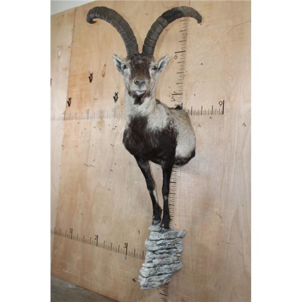 Half-body SPANISH IBEX on a Rock Wall Hanging Base