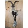 Image 1 : Half-body SPANISH IBEX on a Rock Wall Hanging Base