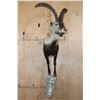 Image 2 : Half-body SPANISH IBEX on a Rock Wall Hanging Base