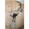 Image 3 : Half-body SPANISH IBEX on a Rock Wall Hanging Base