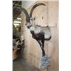 Image 4 : Half-body SPANISH IBEX on a Rock Wall Hanging Base