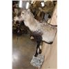 Image 5 : Half-body SPANISH IBEX on a Rock Wall Hanging Base
