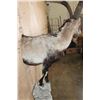 Image 6 : Half-body SPANISH IBEX on a Rock Wall Hanging Base