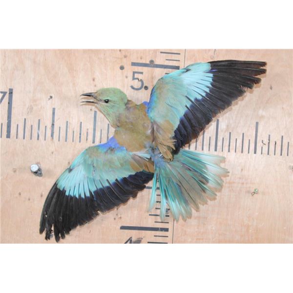 *Rarely Seen* "Flying" EUROPEAN ROLLER BIRD