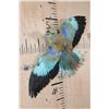 Image 2 : *Rarely Seen* "Flying" EUROPEAN ROLLER BIRD