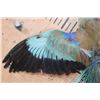 Image 5 : *Rarely Seen* "Flying" EUROPEAN ROLLER BIRD